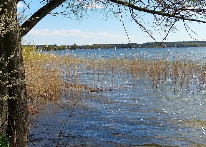 Am Mischwald In Nossentiner Huette